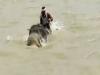 हाथी ने बचाई अपने साथी की जान, 3KM तैरकर महावत को बैठाकर नदी की पार, देखें वीडियो