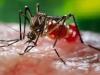 देश के कई हिस्सों में Dengue का कहर, छत्तीसगढ़ के जगदलपुर में मरीज 150 के पार
