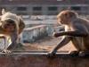 बरेली में बंदरों का आतंक, पिता के हाथ से चार महीने का बच्चा छीनकर छत से फेंका, मौत