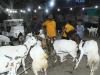 बकरीद से पहले रातभर गुलजार बरेली बाजार, बकरों पर भी महंगाई की मार, देखें Photos