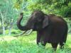 छत्तीसगढ़: हाथी के हमले से युवक की मौत, दो भाई बाल बाल बचे