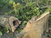 हल्द्वानी:  नैनीताल-काठगोदाम हाईवे पर फलदार और संरक्षित प्रजाति के 300 पेड़ों पर चलाई आरी, जिम्मेदार बेपरवाह