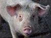 लखनऊ : सुअरों की मौत का असल कारण जानने के लिए जांच सैंपल भेजे जा रहे भोपाल