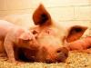 लखनऊ : फैजुल्लागंज में मृत पाए गए सूअरों में अफ्रीकन स्वाइन फीवर की पुष्टि, एडवाइजरी जारी