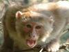 जापान में फैल रहा बंदरों का आतंक, बदमाशों को नहीं अब बंदरों को पकड़ेगी जापानी पुलिस