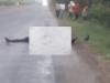 बरेली: हाईवे पर पड़े अज्ञात शख्स के शव को नोच रहे चील-कौवे, पुलिस की लापरवाही आई सामने