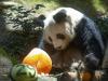 Hong Kong: दुनिया के सबसे उम्रदराज नर पांडा का 35 साल की उम्र में निधन
