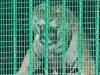 बहराइच: कतर्नियाघाट रेंज कार्यालय में बाघ की देखभाल में लगे वन कर्मी