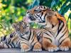 रामनगर: अंतरराष्ट्रीय बाघ दिवस पर विशेष… बढ़ रहा बाघों का कुनबा, बेहतर संरक्षण बड़ी चुनौती