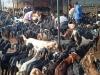 बकरीद 2022: बकरा सुल्तान, अर्तुगुल, टीपू हैं आम के शौकीन, खूबसूरती बेमिसाल