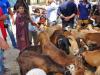 आगरा: बकरीद में बकरों की सजी बाजार, मुस्लिम समाज के लोगों के द्वारा शांति के साथ त्यौहार मनाने की अपील