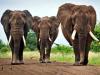 छत्तीसगढ़ में जंगली हाथियों के हमले में तीन ग्रामीणों की मौत, गांवों में दहशत