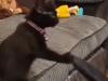 Viral Video: बिल्ली ने झूले पर लेटे बच्चे के साथ की ये हरकत, वीडियो देख आप भी हो जाएंगे हैरान