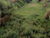 बरेली: नदियों का जल स्तर कम होने से सिंचाई प्रभावित, सूखे की मार झेल रही फसलें