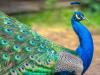 बरेली: राष्ट्रीय पक्षी के संरक्षण पर सवाल, मंडल में बरेली में सबसे कम मोर