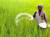 बरेली: गेहूं की तरह चावल खरीदकर नहीं खाना पड़ेगा महंगा, धान का रकबा बढ़ा