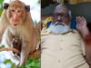 बरेली: गांधी उद्यान में बंदरों का आतंक, शिक्षक को किया लहूलुहान
