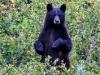 गजबः चारवाहे पर भालू ने किया हमला, खूंखार भालू से भिड़कर भैंसों ने बचायी अपने मलिक जान