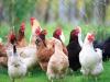 बरेली: नैनो तकनीक से मुर्गियों की होगी शारीरिक वृद्धि, बढ़ेगी किसानों की आय