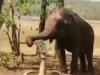 Viral Video: जल से खिलवाड़ करने वालों को हाथी ने दी बड़ी सीख, हैंडपंप चलाकर पिया पानी, देखिए वीडियो
