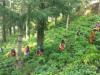 पर्यटकों के लिए आकर्षण का केंद्र बनेगा चंपावत का चाय बागान, सरकार ने बढ़ाया कदम