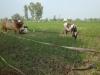 बाराबंकी : आवारा पशुओं के आतंक से हलकान हैं किसान, खेत में खड़ी फसल की दिन-रात करते हैं निगरानी
