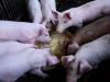 रायबरेली : जिले में सूकरों की मौत के बाद जारी हुआ निर्देश, मांस और जानवर की खरीद-बिक्री पर लगी रोक