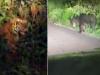 पीलीभीत: कार के सामने भालू तो झाड़ियों में दिखाई दिया बाघ, सोशल मीडिया पर वीडियो वायरल