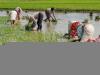 कौशांबी: मानसून के महीनों में हुई कम बारिश, धान किसानों की बढ़ी मुसीबत
