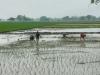 अयोध्या: बरसात की आस लगाए किसान देख रहे आसमान, नहीं हो रही झमाझम बारिश