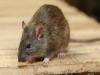 सरकारी स्कूलों में ‘चूहों का राज’! 10 छात्राओं को काटा…ले जाना पड़ा अस्पताल