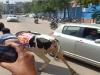 गाय लेकर विधानसभा पहुंचे BJP विधायक, शोर-शराबे के बीच बिदक कर भागी, देखें Video