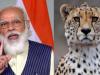 PM Modi Birthday Special: 70 साल बाद पीएम मोदी के हाथों भारत में होगी चीता युग की वापसी