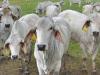 लखनऊ: पशु क्रूरता रोकने के लिए सख्त हुई सरकार, खेतों में ब्लेड या कटीले तार लगाने पर रोक