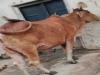 हमीरपुर: गाय में मिले लंपी वायरस जैसे लक्षण, शुरू हुआ उपचार