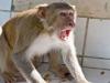 बहराइच: भदवारा गांव में बंदरों का आतंक, कई घायल