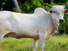 संभल: भूख, प्यास और बीमारी से दो गायों की मौत, छह महीने में 30 से अधिक पशुओं की मौत