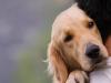 लखनऊ : दो से ज्यादा कुत्तों के पालने पर प्रतिबंध, पड़ोसियों की एनओसी जरूरी