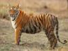 हल्द्वानी: वन डिवीजन में बाघों की गिनती शुरू, विभिन्न तरीकों से होगी बाघों की गणना