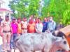 खटीमा: गो वंशीय पशुओं से भरी स्कार्पियों पकड़ी, एक गिरफ्तार