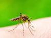 दिल्ली में डेंगू का खतरा! पिछले एक हफ्ते में आए 412 नए केस, सितंबर में कुल 693 मामले