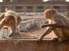 बरेली: महापौर ने 10 हजार बंदरों को पकड़ने की इजाजत मांगी, जानें वजह