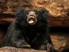 चित्रकूट: दंपति पर जंगल में भालू ने किया हमला