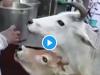 Video: गोलगप्पे देख ललचाया जी, फिर हचक्क के लिए गायों की इस मां बेटी की जोड़ी ने चटखारे
