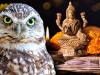 अंध‘विश्वास’! दीपावली पर क्यों देते हैं ‘उल्लू’ की बलि? WWF-भारत ने कही ये बड़ी बात