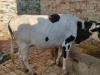 बरेली: शीशगढ़ के गांव बल्ली में लंपी का कहर, एक दर्जन से ज्यादा गाय संक्रमित