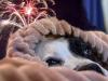 बरेली: पटाखों के शोर-शराबे से डरे कुत्ते अभी तक नहीं उबर सके, मालिकों की मिल रहीं शिकायतें