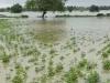 बरेली: आंशिक सूखे ने रुलाया, बारिश ने किसानों को आंसू पोंछने का मौका भी नहीं दिया