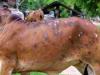 संभल: लंपी की चपेट में आने से दो गांव में नौ गोवंशीय पशुओं की मौत