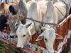 बरेलीः रेंज में पशु तस्करों की 5.71 करोड़ रुपये की संपत्ति सीज, मुख्यमंत्री के आदेश के बाद चला था अभियान